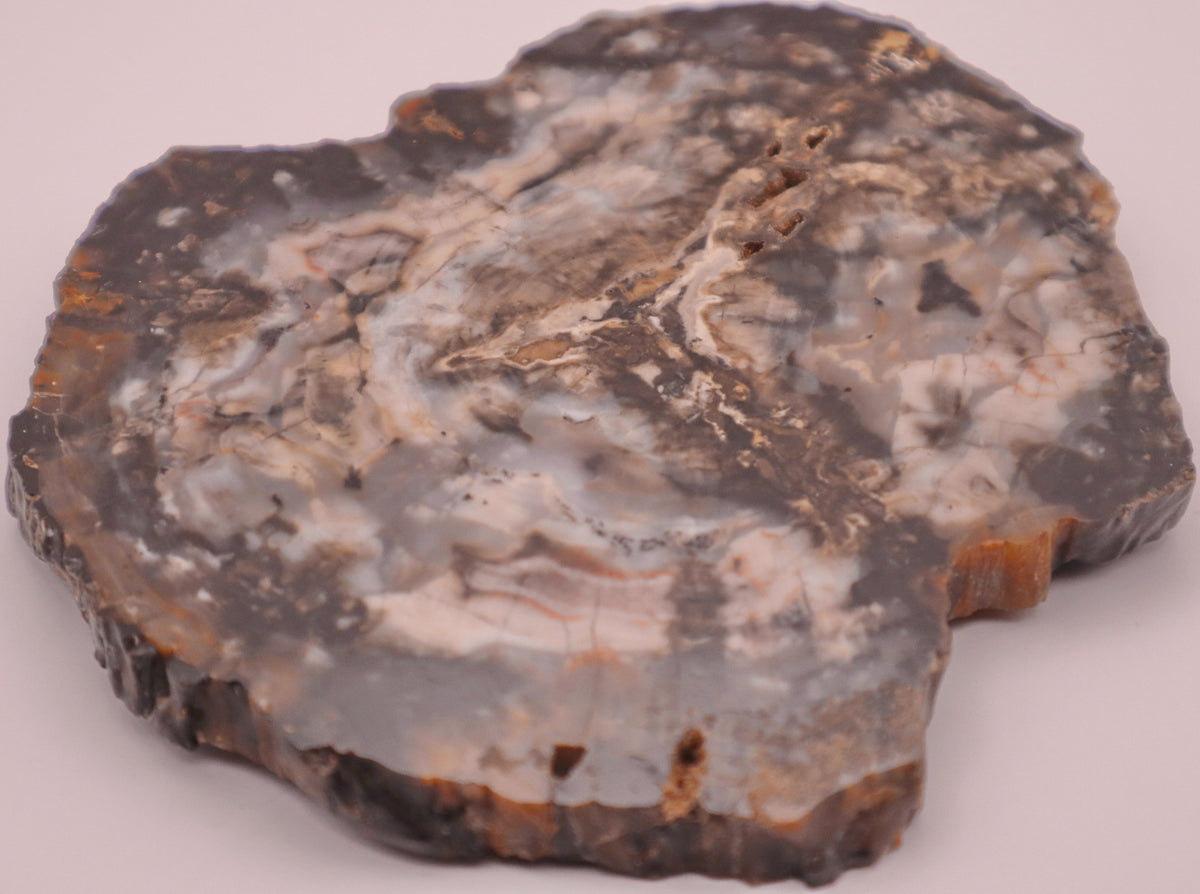 Versteinertes Holz Untersetzer