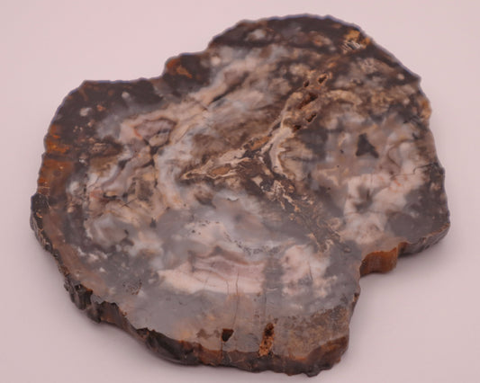 Versteinertes Holz Untersetzer